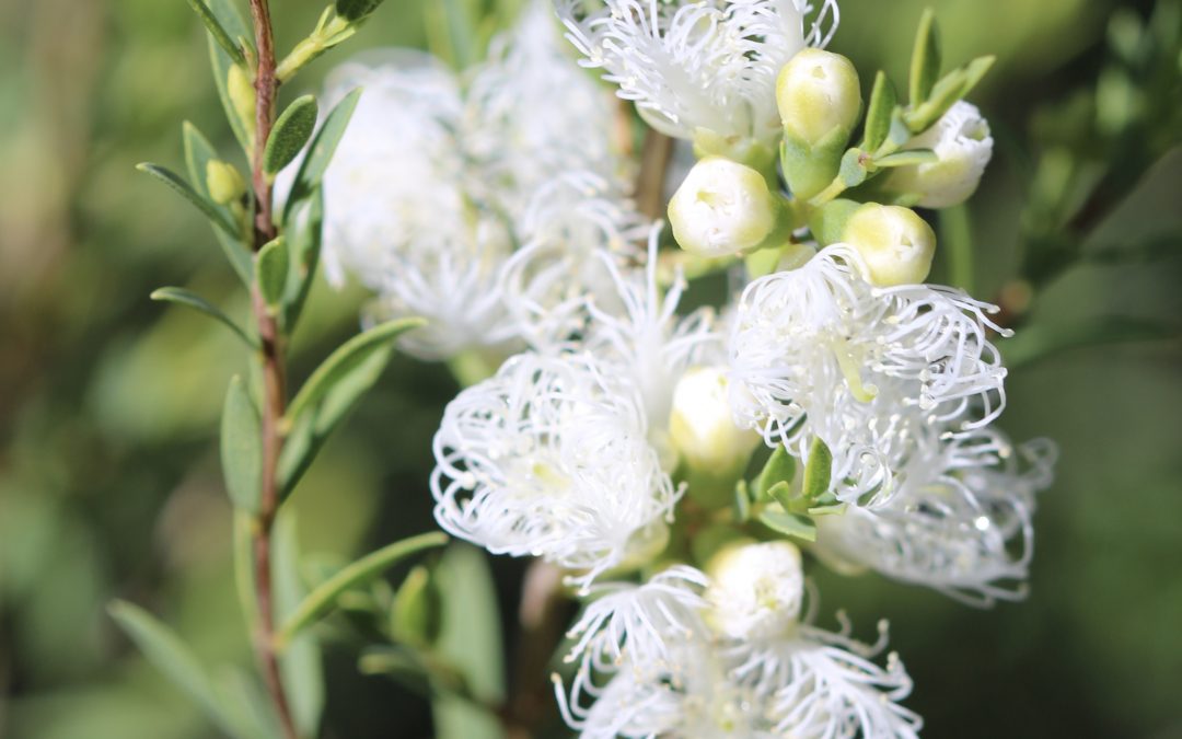 Melaleuca white lace   – Melaleuca thymifolia ‘white lace’