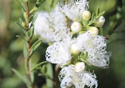 Melaleuca white lace   – Melaleuca thymifolia ‘white lace’