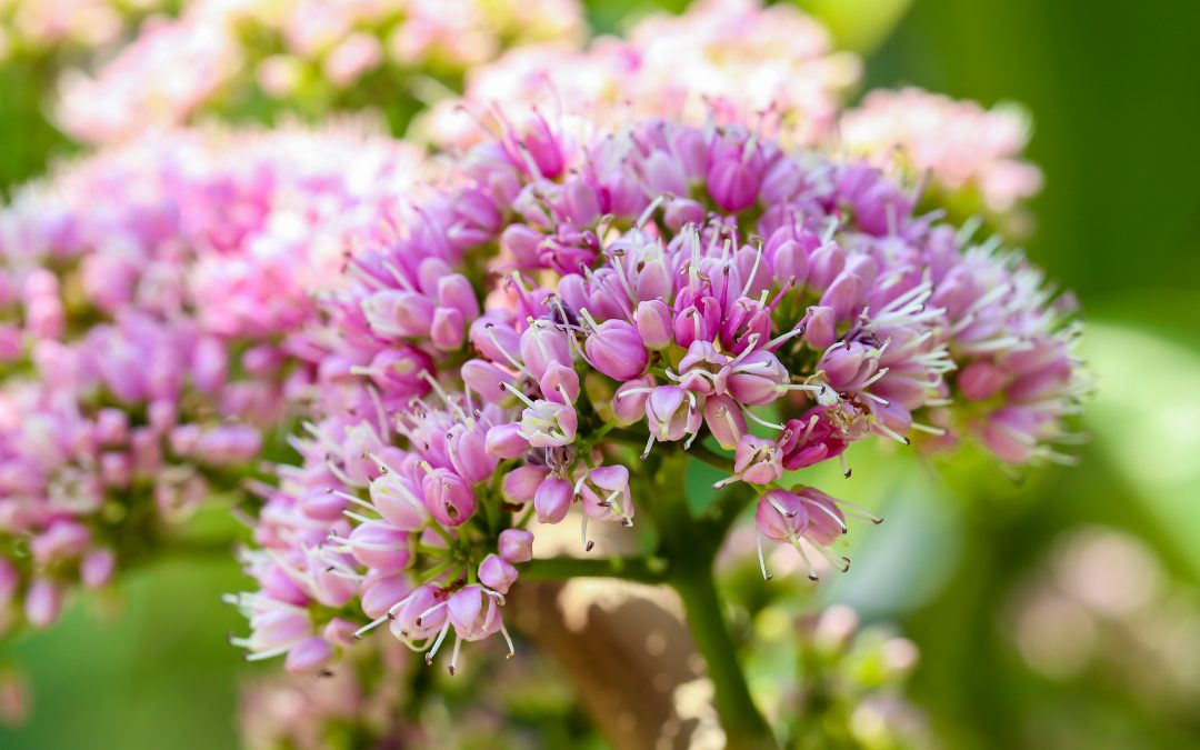 Pink Euodia   – Melicope elleryana