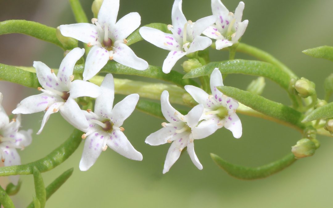 Creeping Boobialla  – Myoporum parvifolium ‘Fine Leaf’