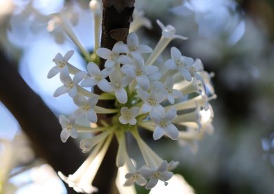 Phaleria clerodendron – Phaleria clerodendron
