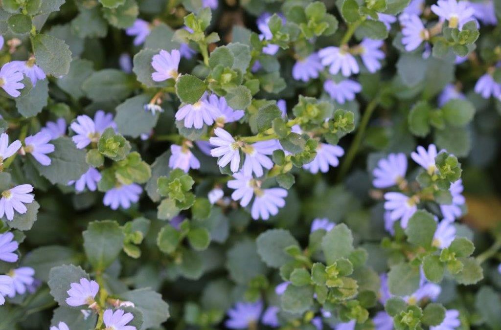 Fan Flower – Scaevola aemula