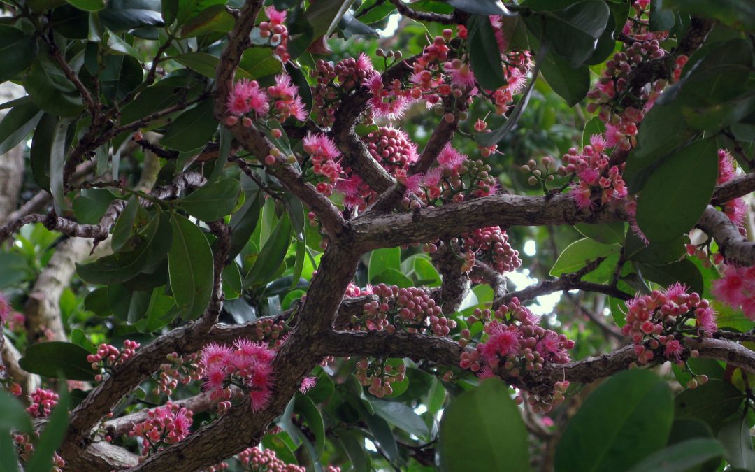 Coolamon    – Syzygium moorii