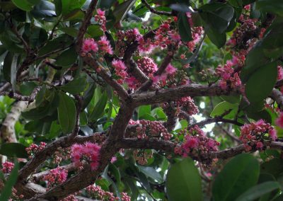 Coolamon    – Syzygium moorii