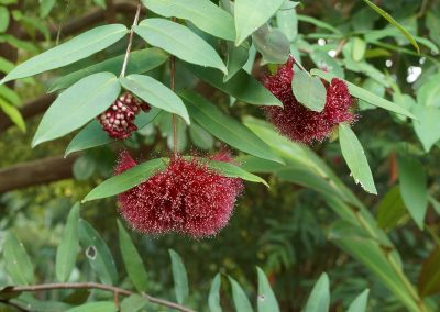Powder Puff Lilly Pilly    – Syzygium wilsonii