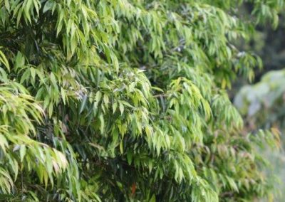 Weeping Lilly Pilly   – Waterhousea floribunda