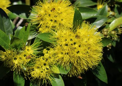 Golden Penda  – Xanthostemon chrysanthus